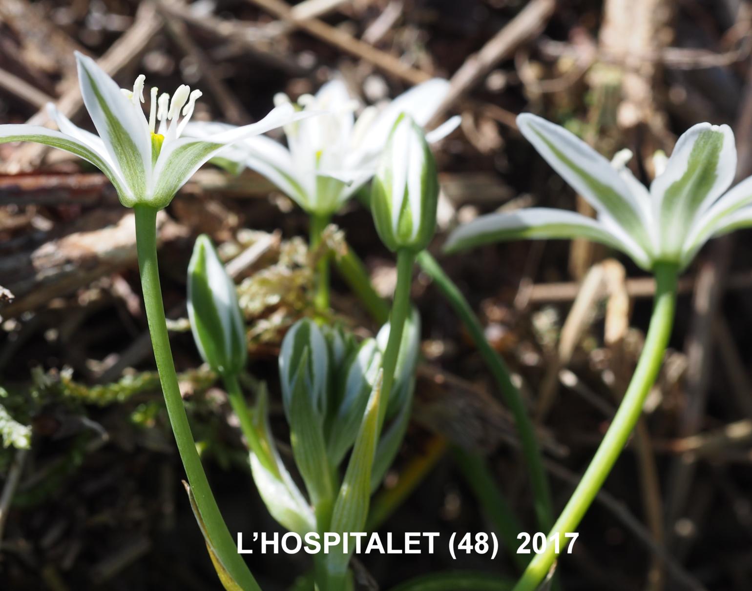 Star-of-Bethlehem, [Erect-leaved]